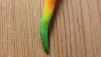 Cabainya punya gradiasi warna yang cantik seperti pelangi. Foto: petriomelony / Via reddit.com