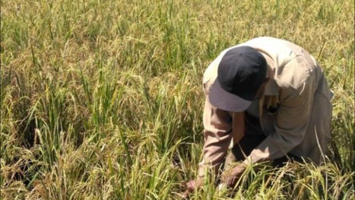 Pangan, Petani dan Pandemi