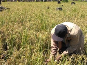 Pangan, Petani, dan Pandemi