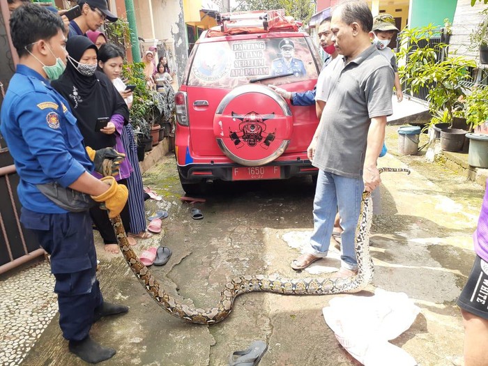 Ular 3 meter kabur ke sela tembok warga usai dipergoki akan memangsa ayam (dok. Istimewa)