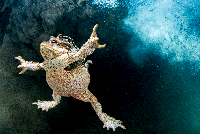 BigPicture Natural World Photography 2020