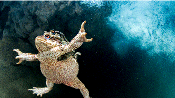 Finalis kategori Aquatic Life Mathieu Foulquie dari Prancis. Foto: BigPicture Natural World Photography