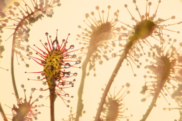 BigPicture Natural World Photography 2020