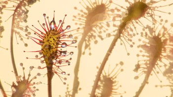 Juara kategori Landscapes, Waterscapes and Flora diraih oleh Edwin Giesbers dari Belanda. Foto: BigPicture Natural World Photography