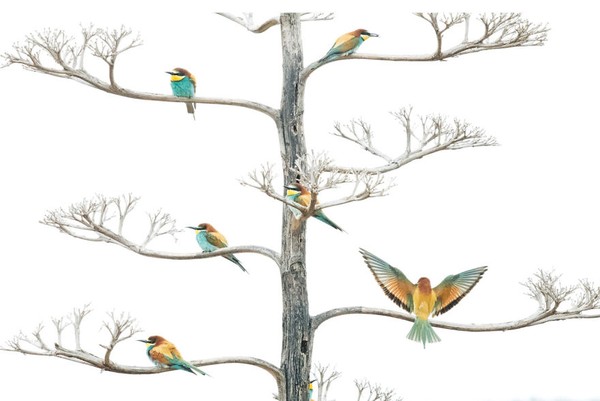 Siapa yang tak akan kagum dengan harmonisnya warna alam dari burung dan pohon ini? Jepretan dari Salvador Colvée Nebot. (bigpicturecompetition.org) Siapa yang tak akan kagum dengan harmonisnya warna alam dari burung dan pohon ini? Jepretan dari Salvador Colvée Nebot. (bigpicturecompetition.org)
