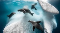 Fotografer Perancis Greg Lecouer menantang dirinya untuk dingin-dinginan demi mendapatkan pemandangan kehidupan bawah es Antartika. Di sana ada rombongan anjing laut yang sedang berenang. (bigpicturecompetition.org)