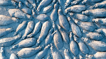 Finalis kategori Terrestrial Talib Almarri dari Arab Saudi. Foto: BigPicture Natural World Photography