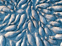 Jujur! Karya Jawara Kontes Foto Alam Ini Bikin Mata Takjub