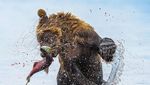 Deretan Foto Natural World Photography Terbaik 2020 (3)