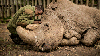 Finalis kategori Human/Nature Ami Vitale dari Amerika Serikat. Foto: BigPicture Natural World Photography