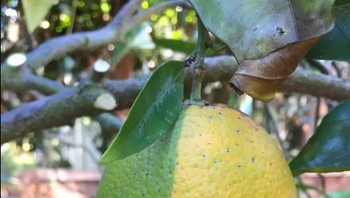 Kalau ini lemon atau buah apa ya namanya? Foto: mcmcnair / Via imgur.com