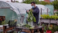 Para relawan dari komunitas Vicalvaro Community Urban Garden, Madrid memanen hasil sayuran di Kota Madrid, Spanyol, (12/5/2020). Komunitas tersebut menanam berbagai komoditas sayuran untuk menghadapi masa pandemi Corona.