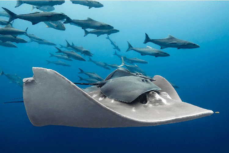 BigPicture Natural World Photography 2020