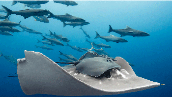 Finalis kategori Aquatic Life Paula Vianna dari Brasil. Foto: BigPicture Natural World Photography