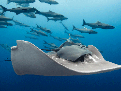 Jujur! Karya Jawara Kontes Foto Alam Ini Bikin Mata Takjub