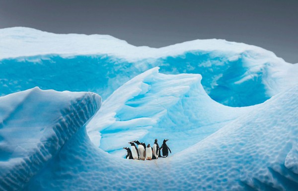 Sekelompok penguin di hamparan es dengan judul Blue Room oleh David Merron. (bigpicturecompetition.org) Sekelompok penguin di hamparan es dengan judul Blue Room oleh David Merron. (bigpicturecompetition.org)
