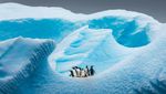 Deretan Foto Natural World Photography Terbaik 2020 (3)
