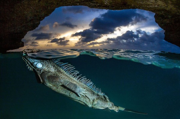 Seekor iguana yang muncul ke permukaan di dalam gua oleh Lorenzo Mittiga. (bigpicturecompetition.org) Seekor iguana yang muncul ke permukaan di dalam gua oleh Lorenzo Mittiga. (bigpicturecompetition.org)