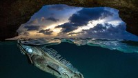 Seekor iguana yang muncul ke permukaan di dalam gua oleh Lorenzo Mittiga.  (bigpicturecompetition.org)