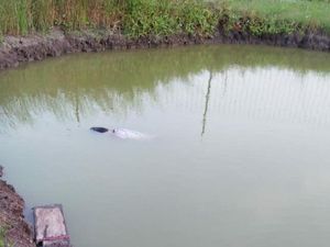 Kejar Layang-layang Putus, 2 Bocah Sidoarjo Ditemukan Terapung di Kolam Pancing