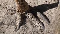 Tiap kaki kasuari memiliki tiga cakar sepanjang 10 centimeter. Itu memungkinkannya memotong predator dengan satu kali tendangan, menurut San Diego Zoo