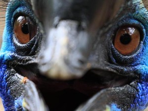 6 Burung Ini Dianggap Paling Berbahaya di Dunia, Nomor 1 Juga Hidup di Indonesia
