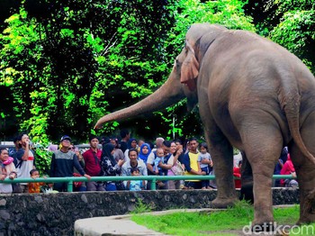 Sinyal SOS dari Kebun Binatang