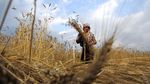 Petani Nepal Panen Gandum di Tengah Kurangnya Pekerja