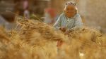 Petani Nepal Panen Gandum di Tengah Kurangnya Pekerja