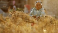 Kebijakan lockdown membuat mereka kekurangan pekerja yang bisa disewa untuk bekerja di ladang.