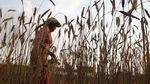 Petani Nepal Panen Gandum di Tengah Kurangnya Pekerja