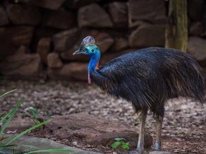 Kasuari, Burung Paling Berbahaya Tapi Berbulu Unik