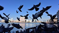 Menurut sejarah ratusan tahun lalu penduduk Dubai menetap di sebuah pemukiman kecil di tepian sungai dan berprofesi menjadi nelayan dan penyelam mutiara. Giuseppe Cacace/AFP via Getty Images