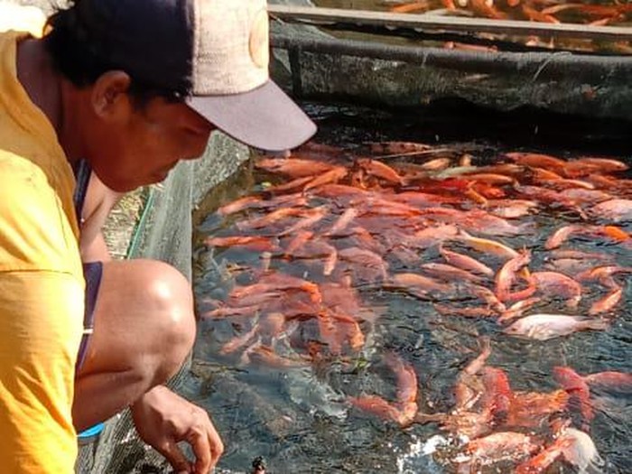 Pembudi daya ikan nila di Sleman