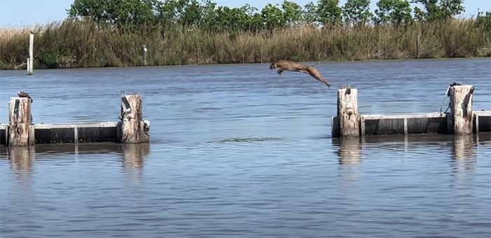 bobcat di amerika serikat