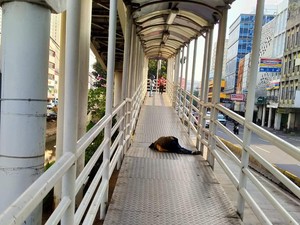 Viral Penumpang TransJ Pingsan di Halte Mangga Besar, Begini Kejadiannya