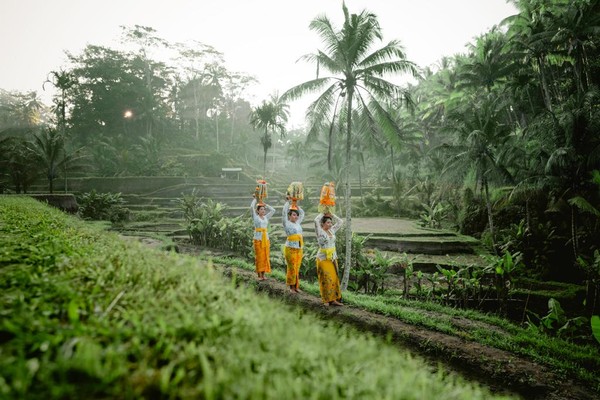 Subak adalah sistem pengairan sawah yang digunakan masyarakat Bali secara tradisional. Sistem subak pun masuk sebagai salah satu warisan budaya dunia pada tanggal 29 Juni 2012 lho. Jadi hari ini adalah Peringatan Subak. (Kemenpar)