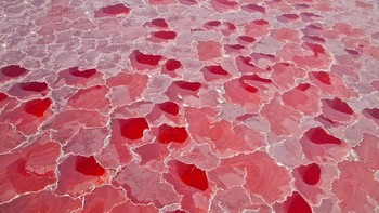 Danau Natron di Tanzania, Aftika Timur yang bisa menyihir hewan jadi batu. Lantaran mengandung gram dan soda sangat tinggi, serta suhu mencapau 60 derajat celcius. Foto: Sina Mobile