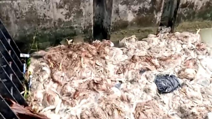 Bangkai ayam penuhi saluran sungai di Pati, Jateng, Jumat (15/5/2020).