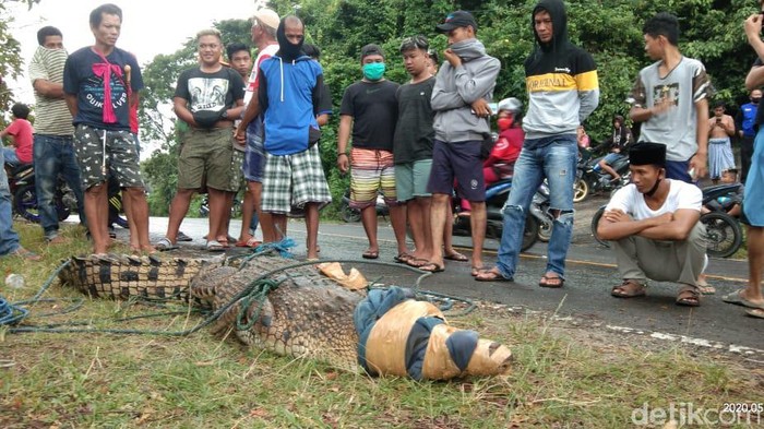 Warga Parepare menangkap buaya muara karena kerap memangsa ternak dan pernah menyerang warga (Hasrul Nawir/detikcom)