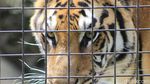 Potret Satwa di Kebun Binatang Bandung Saat Pandemi
