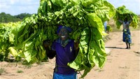 British American Tobacco (BAT), menyatakan siap menguji vaksin virus Corona (COVID-19) yang menggunakan protein daun tembakau.