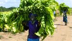 Tembakau, Bahan Baku Rokok Ini Dijadikan Vaksin Corona Tembakau, Bahan Baku Rokok Ini Dijadikan Vaksin Corona