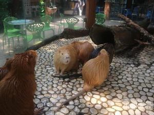 Ini Namanya Nutria, Saudara Jauh Tikus