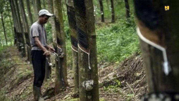 Kementerian PUPR membeli karet bahan baku aspal langsung dari petani Kementerian PUPR membeli karet bahan baku aspal langsung dari petani
