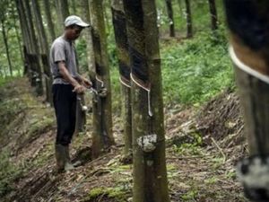 Basuki Tambah Rp 20 M Lagi Beli Karet Campuran Aspal dari Petani
