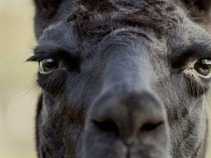 Antibodi Winter, llama Betina Diharap Bisa Jadi Kunci Pencarian Obat Corona