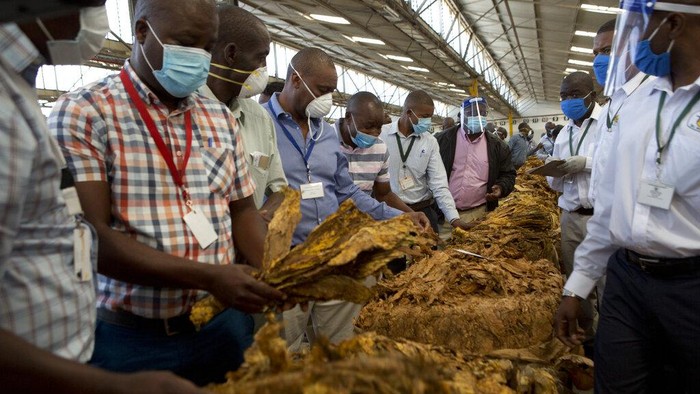 Perusahaan rokok nomor dua di dunia British American Tobacco mengembangkan vaksin virus Corona dari tembakau. Mereka mengaku siap untuk menguji vaksin tersebut.