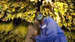 Tembakau, Bahan Baku Rokok Ini Dijadikan Vaksin Corona Tembakau, Bahan Baku Rokok Ini Dijadikan Vaksin Corona