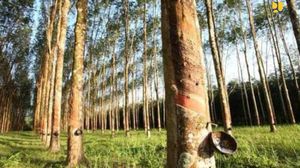 Kado buat Petani Karet Biar Bertahan di Tengah Corona
